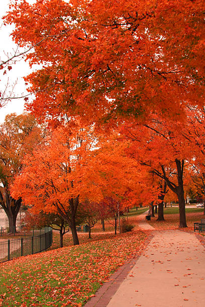 Very vibrant foliage in the fall 2015.
