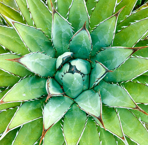 istock Green agave plant viewed from above 146731452