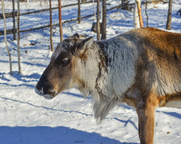 istock Wild reindeer in Heilongjiang, China 1467314581