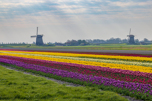 Field of tulips with Ondermolen windmill near Alkmaar, The Netherlands