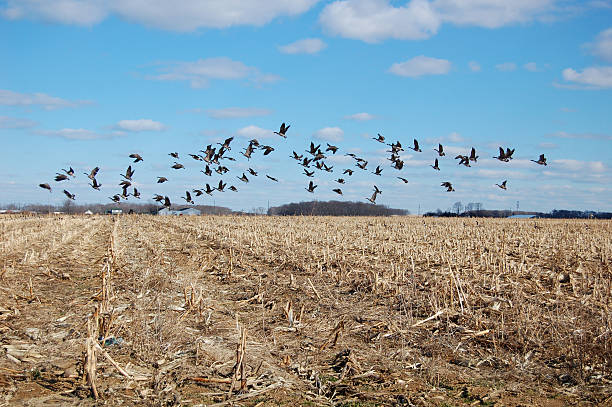 Canada geese take flight from a Long Island field in winter.