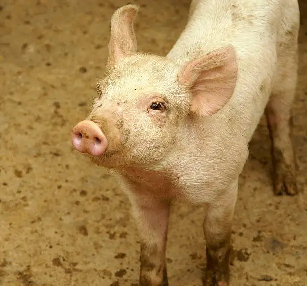 little pig on a farm
