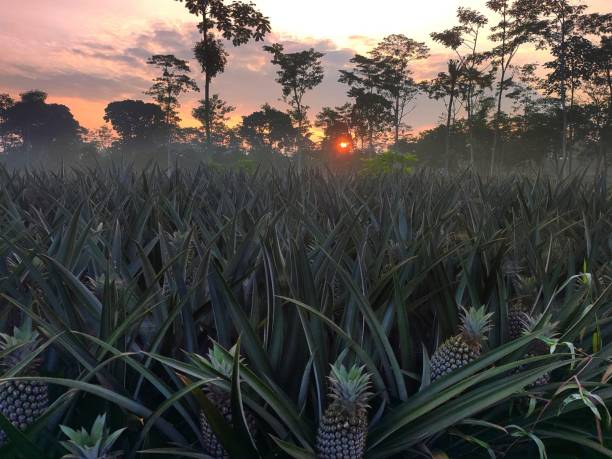 istock Pineapple plantation in the morning 1467317273