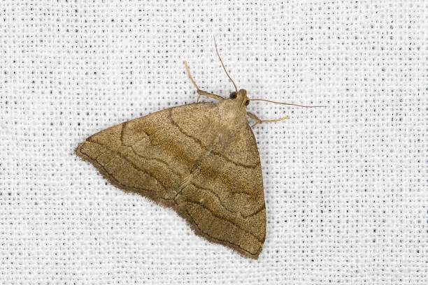 istock Shaded fan-foot moth (Herminia tarsicrinalis) 1467317327
