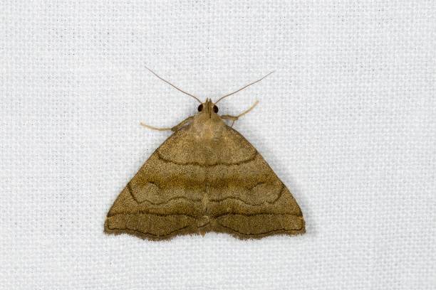 istock Shaded fan-foot moth (Herminia tarsicrinalis) 1467317334