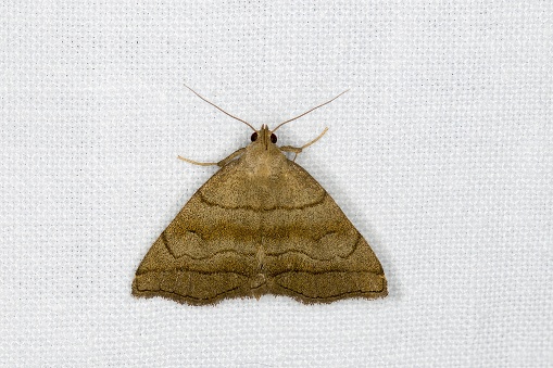 Herminia tarsicrinalis, the shaded fan-foot, is a litter moth of the family Erebidae. The species was first described by August Wilhelm Knoch in 1782. It can be found in Europe. \nThe wingspan is 28–32 millimeters. The moths flies from June to July depending on the location. \nThe larvae feed on withered leaves (source Wikipedia).\n\nThis Picture is made during a Long Weekend in the South of Belgium in June 2019.