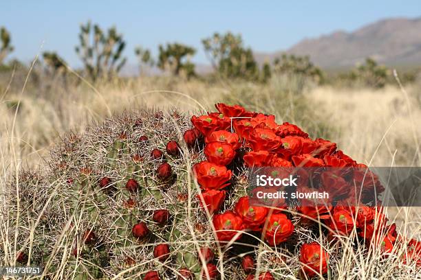 Primavera En De Mojave Desert California Foto de stock y más banco de imágenes de Aire libre - Aire libre, Arbusto, Cactus