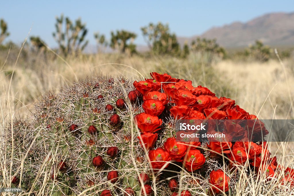 春、カリフォルニアの砂漠のモハベ - アメリカ合衆国のロイヤリティフリーストックフォト