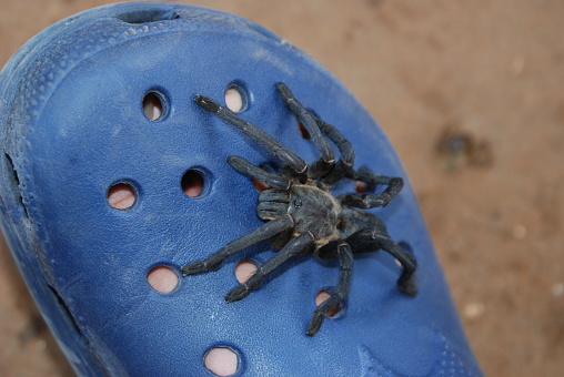 A big black tarantula crawls across a person's blue shoe