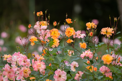 close up pink and orange beautiful small rose flower on tree in a garden