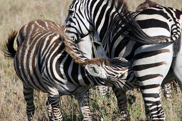 젊은 zebra 먹이기, 구슬눈꼬리 스톡 사진