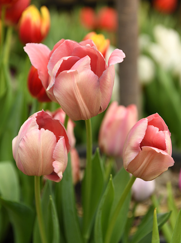 Colorful Dutch tulips against a blue sky with white clouds