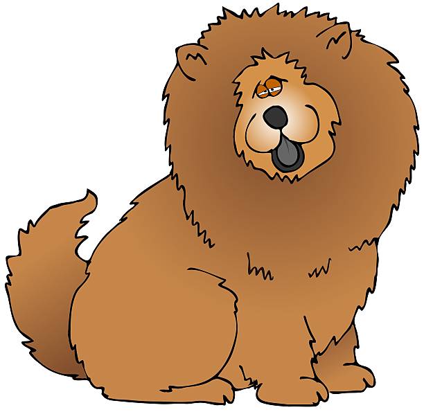 Chow This illustration depicts a Chow Chow dog breed. chow chow lion stock illustrations