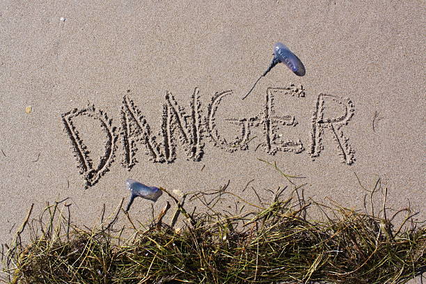 Danger written in the sand bordered by jellyfish and sea grass.