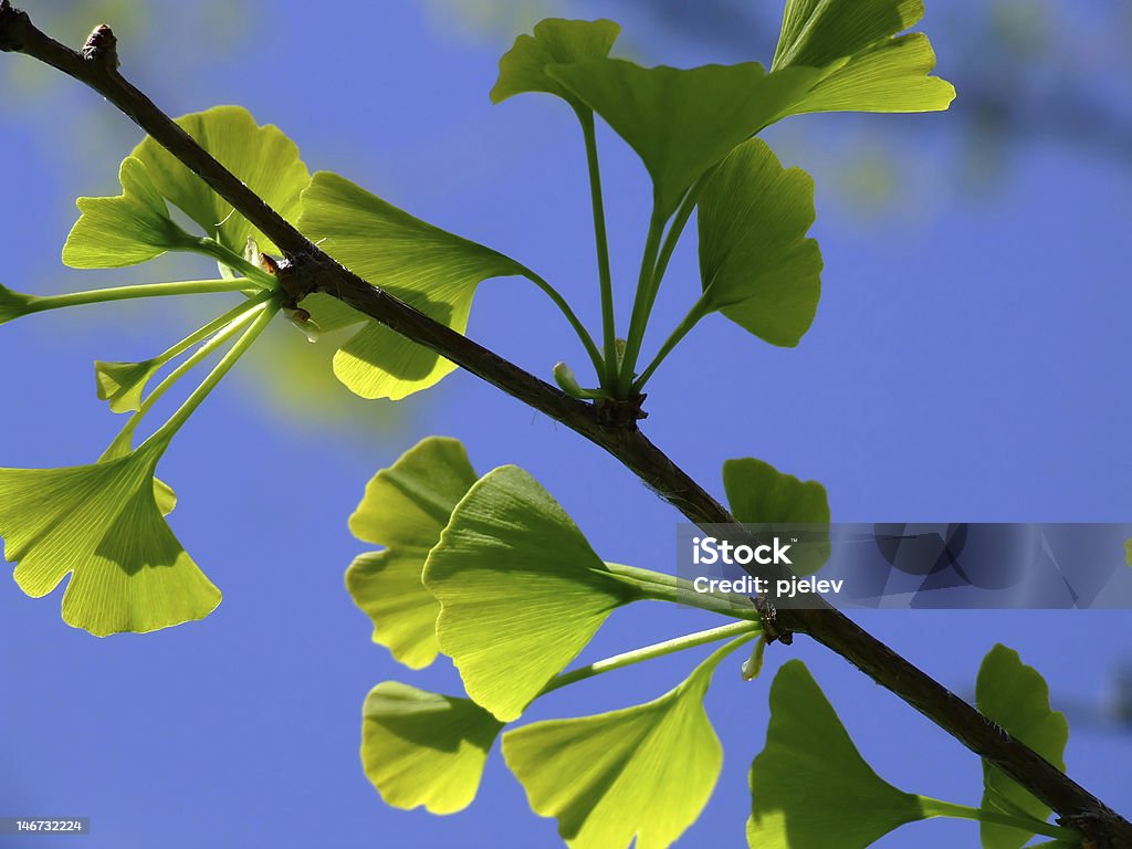 Ginkgo hojas - Foto de stock de Azul libre de derechos