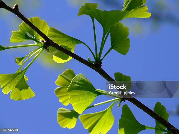 Ginkgo Hojas Foto de stock y más banco de imágenes de Azul - Azul, Cielo, Conservación del ambiente