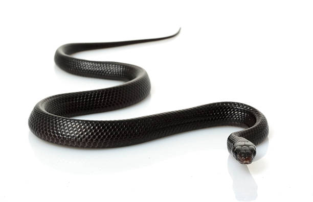 Eastern indigo snake on white background Eastern Indigo Snake (Drymarchon couperi) isolated on white background. herpetology stock pictures, royalty-free photos & images