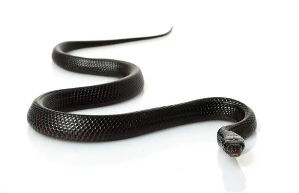 Photo of Eastern indigo snake on white background