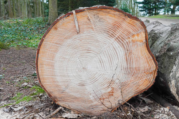 Large tree trunk lying on forest floor after being chopped down, showing the aging rings that enable us to work out its age.