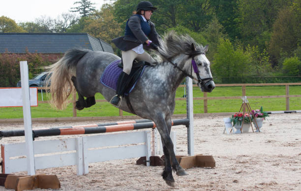 klug stellte sich heraus, dass junge reiterin auf grauen pferdesprüngen einen großen sprung während eines springreitwettbewerbs im freien im ländlichen shropshire machte. - horse show jumping jumping performance stock-fotos und bilder