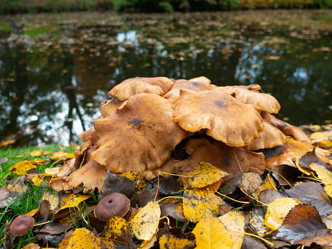 Natures beauty, beautiful golden browns of autumn leaves and growing fungus by edge of lake on Spring day in rural Shropshire, England.