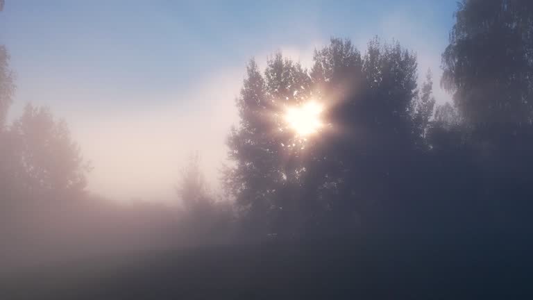 Amazing Nature Landscape Wonderful Morning Sunrise. Sun Rays Break Through Foliage and Fog of Magnificent Tree. Morning Sun Rays Penetrating Forest. Forest With Morning Mist and Light Rays.