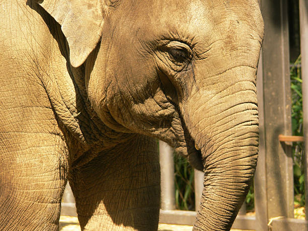 istock Portrait of an elephant 146732422