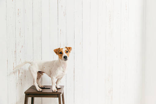 Isolated shot of cute jack russell terrier dog stands on chair, looks directly at camera, relaxes at home. Brown and white pet being trained by host