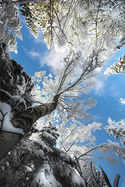 Beautiful winter stock photo