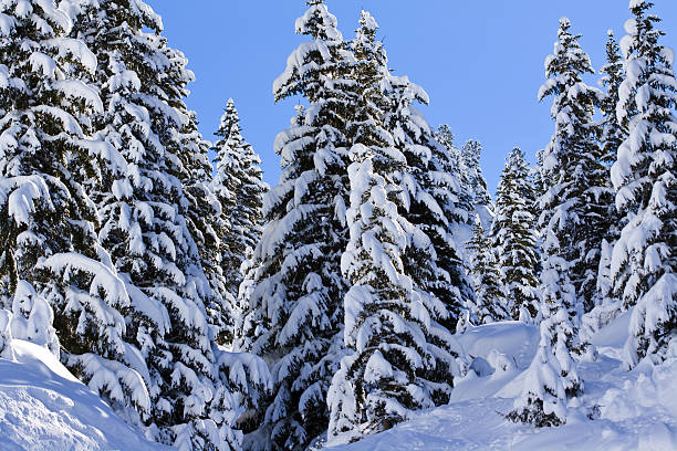 snow covered pine trees stock photo
