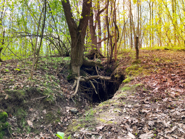 istock tree roots and sunshine in a green forest 1467325824