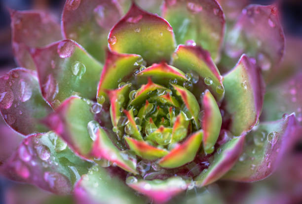 Close up of purple green Sempervivum with water drops growing in the garden.