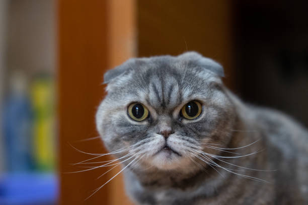 istock Portrait of a Scottish fold cat at night. 1467327289