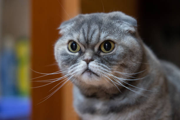 Scottish fold cat in the apartment at night. Cat sits near the bathroom.