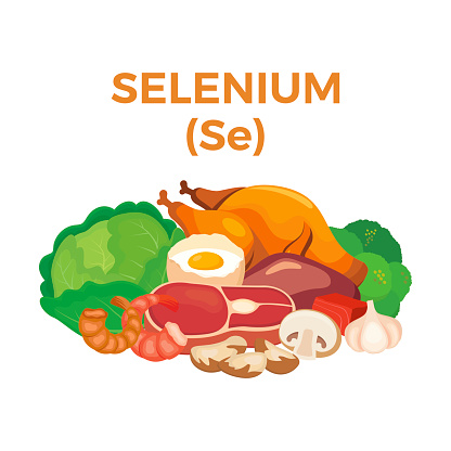 Selenium food sources vector illustration isolated on a white background. Brazil nuts, meat, turkey, cabbage vector. Pile of healthy fresh food drawing