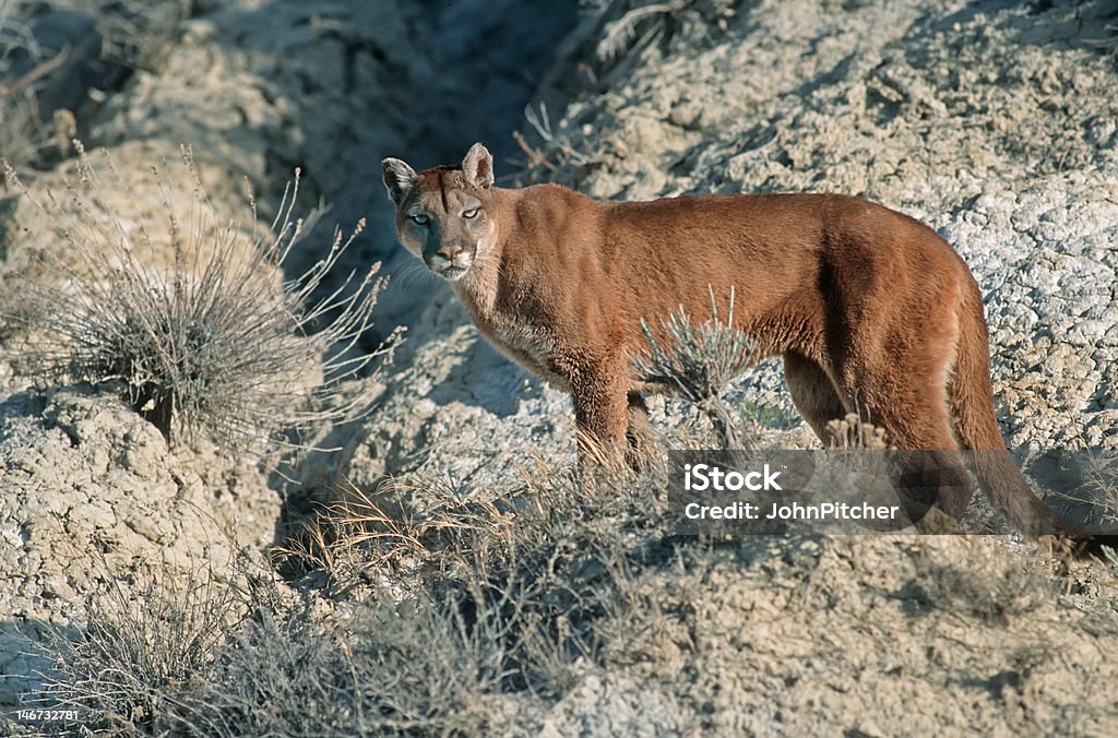 Cougar - Foto de stock de Animal royalty-free