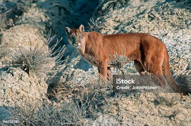 Foto de Cougar e mais fotos de stock de Animal - Animal, Animal selvagem, Badlands