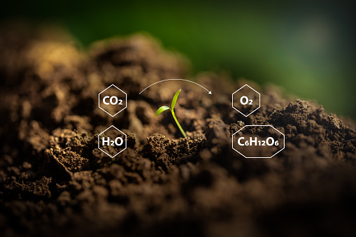 The depiction of photosynthesis, showing the chemical reactions involved, is illustrated by placing the formulas for carbon dioxide, water, oxygen, and glucose around a newly sprouted plant on fertile soil.