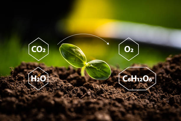 istock Growing plant in a garden with chemical elements placed around it 1467329060