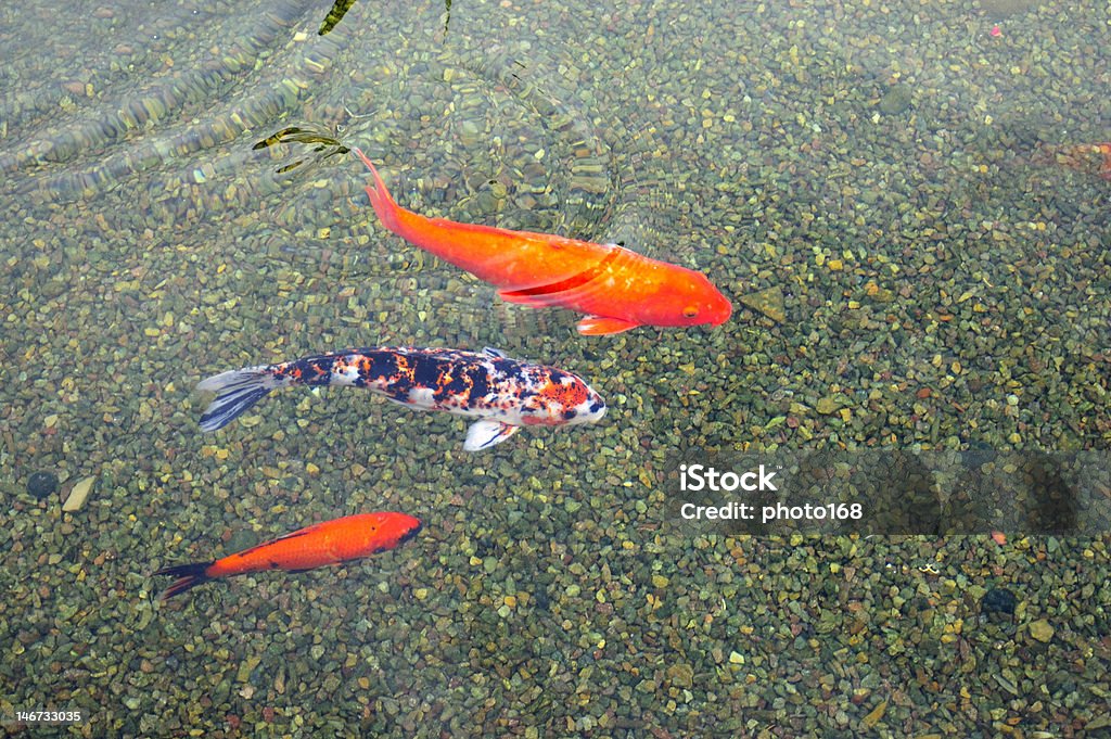 Koi - Foto de stock de Animal royalty-free