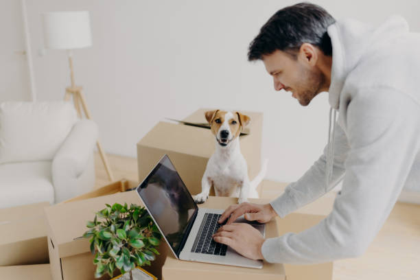 istock Satisfied hard working man busy searching information on laptop computer standing on cardboard boxes, his domestic pet poses near, move in new apartment, sofa and floor lamp. Real estate concept 1467330995