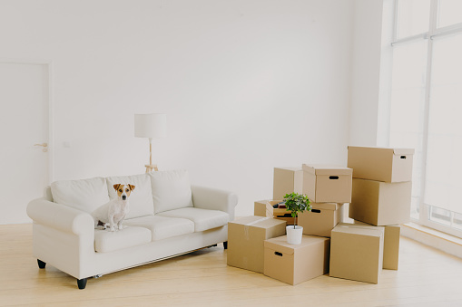 Image of big light room with pile of packages and potted plant, white comfortable sofa and pedigree dog, relocate together with hosts in new apartment. Personal belongings and household stuff