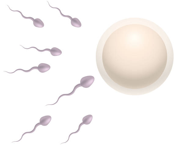 Sperm and egg Humen's sperm and egg zygote drawing stock illustrations