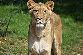 A lion female watching at me