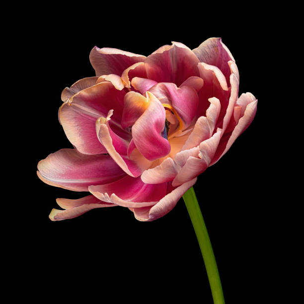 istock Multicolor blooming tulip with green stem isolated on black background. Close-up studio shot. 1467331587