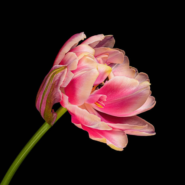 istock Multicolor blooming tulip with green stem isolated on black background. Close-up studio shot. 1467331589