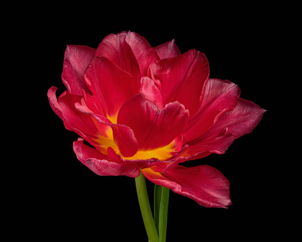 istock Red blooming tulip with green stem and leaf isolated on black background. Studio close-up shot. 1467331602