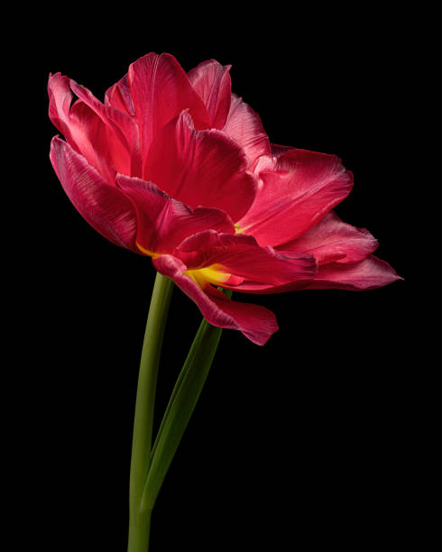 istock Red blooming tulip with green stem and leaf isolated on black background. Studio close-up shot. 1467331607