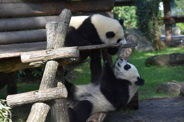 istock Two pandas playing on wood 1467331827