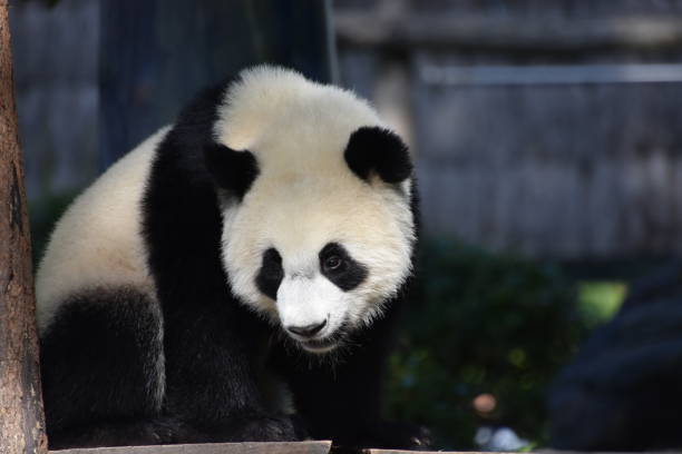 istock A panda watching in front of him 1467331828